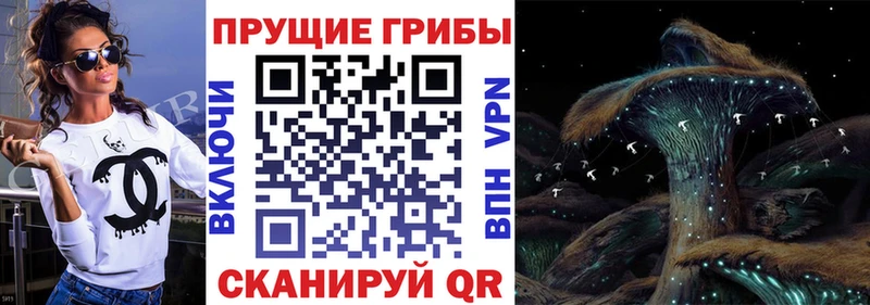 Псилоцибиновые грибы Cubensis  Дубовка 